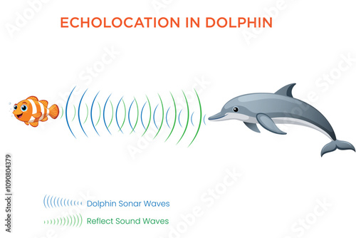 How Dolphins Use Echolocation Nature's Sonar for Navigation and Hunting