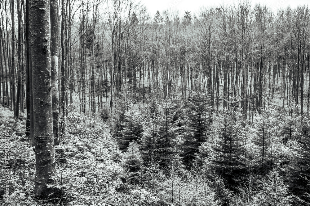 Fototapeta premium Landscapes - Forest - Europe, Romania, Suceava region