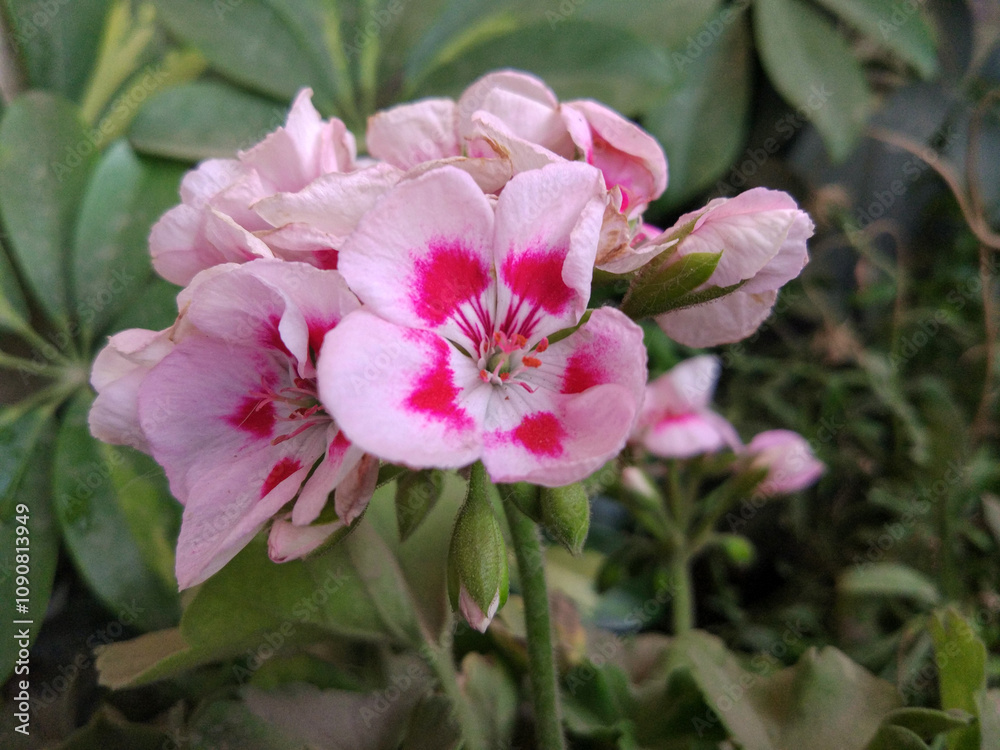 Pink Geranium flowers at home garden Pink Geranium flowers at home garden