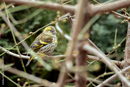 Siskin female - czyż ptak samica - Spinus spinus. European siskin bird rests on bare branche. natural surroundings.