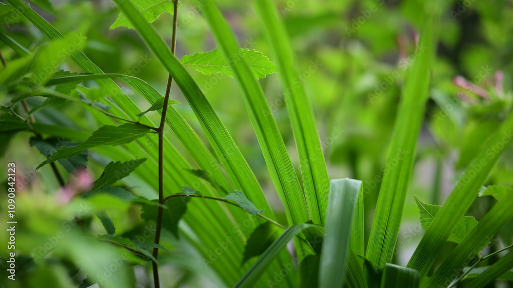 Obraz premium 植物イメージ