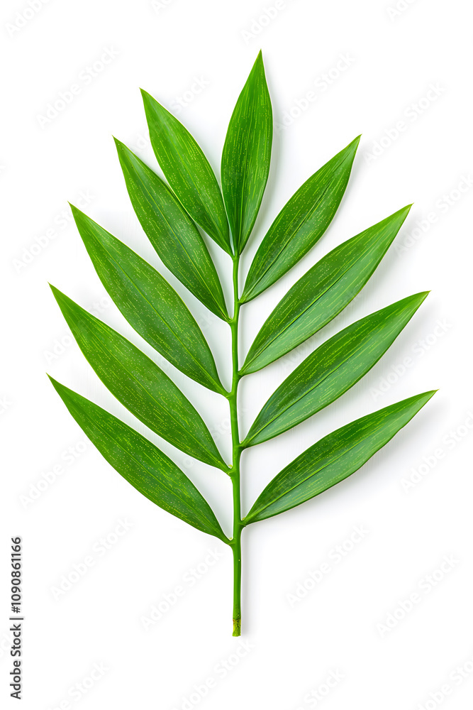 Fototapeta premium A single green leaf close-up, isolated on white background