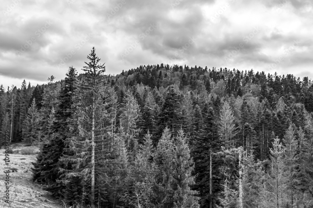 Obraz premium Landscapes - Forest - Europe, Romania, Suceava region