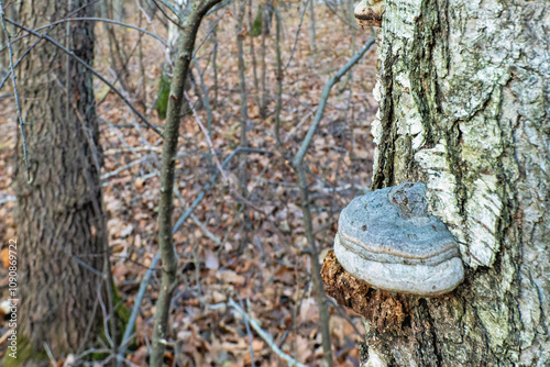 tinder fungus on a birch tree trunk in the forest photo