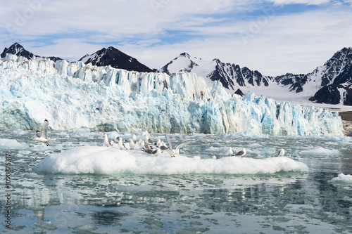 Black-legged Kittiwakes (Rissa tridactyla) on ice floe, Lilliehook glacier in Lilliehook fjord a branch of Cross Fjord, Spitsbergen Island, Svalbard archipelago, Norway photo