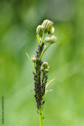 Black bean aphids, Aphis fabae on a meadow plant, close up