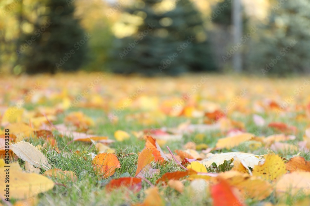 Beautiful colorful fallen leaves on grass in park, selective focus