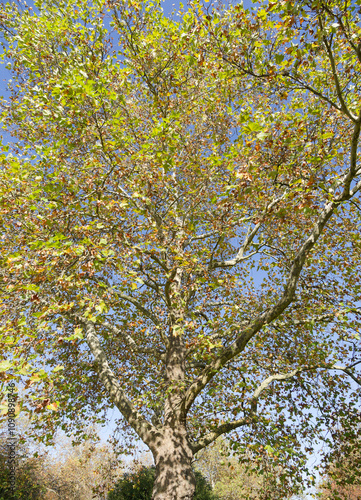 (Platanus hispanica) London plane tree adorned with rounded crown, trunk with gray bark flaking in patches and spreading branches bearing golden to yellow-brown leaves in autumn