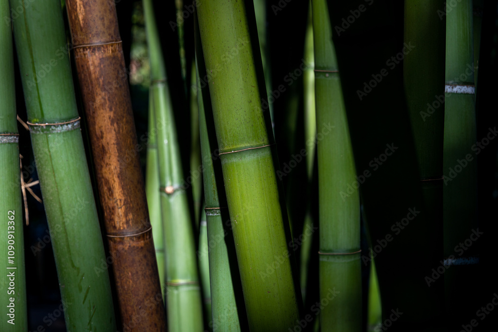 Fototapeta premium green Bamboo background in dapped sunlight ,zen wallpaper ,texture