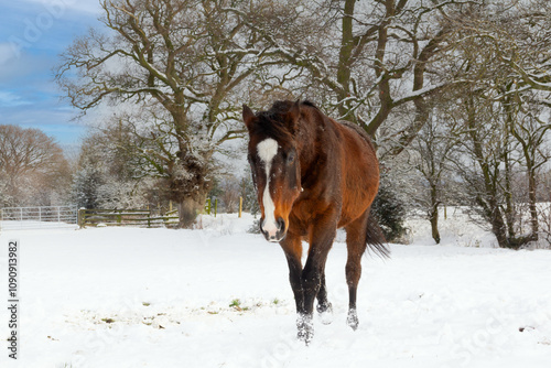 Beautiful bay horse walks across a snow covered field towards the camera on a cold winters day. Bare trees are in the background and the sky is blue on a lovely cold and frosty winters day. photo