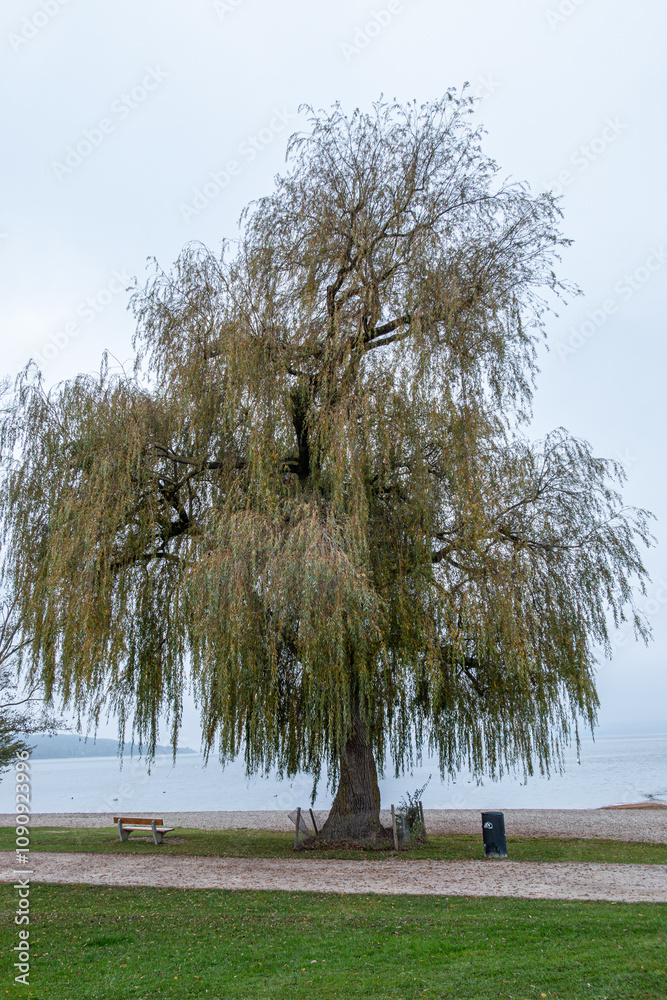Schöne Weide an einem nebeligen Herbsttag am Ammersee, Herrsching, Bayern, Deutschland, Europa