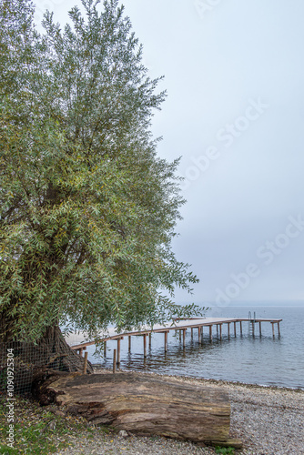 Schöne Weide an einem nebeligen Herbsttag am Ammersee, Herrsching, Bayern, Deutschland, Europa photo