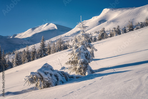 Amazing winter mountain landscape, fantastic view of the snowy Carpathian mou...