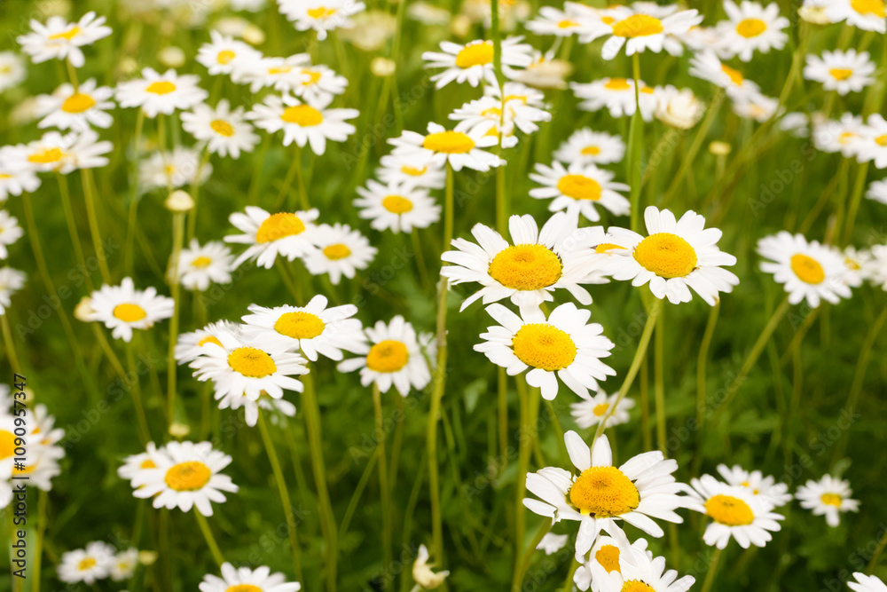 Fototapeta premium A field of white and yellow daisies. Green daisies in a field with flowers. Field daisies flowers green white. A field of green and white daisies lifestyle.
