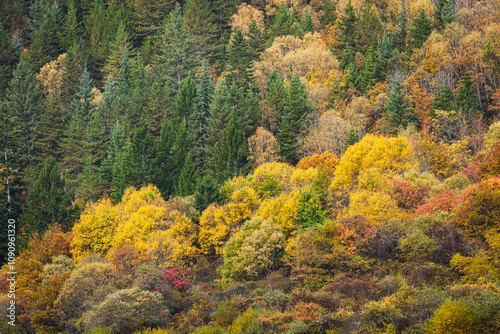 Colorful vegetation in the mountains in autumn, Sichuan province, China