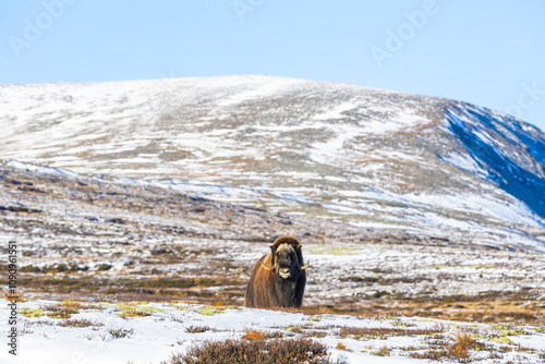 A Musk Ox in Dovrefjell National Park, Norway, surrounded by snow and vegetation, with its impressive horns. photo