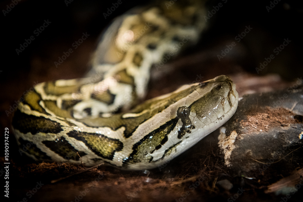 Fototapeta premium A Python snake inside a cage