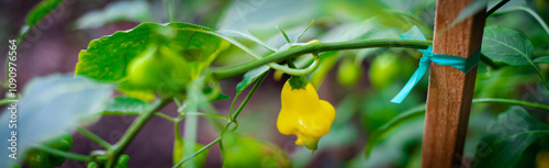 Panorama view wooden stake support, green plastic stretch tie Aji Fantasy pepper plant at garden in Dallas, Texas, abundant of ripe yellow translucent bonnet-shaped Finland Capsicum baccatum chili photo