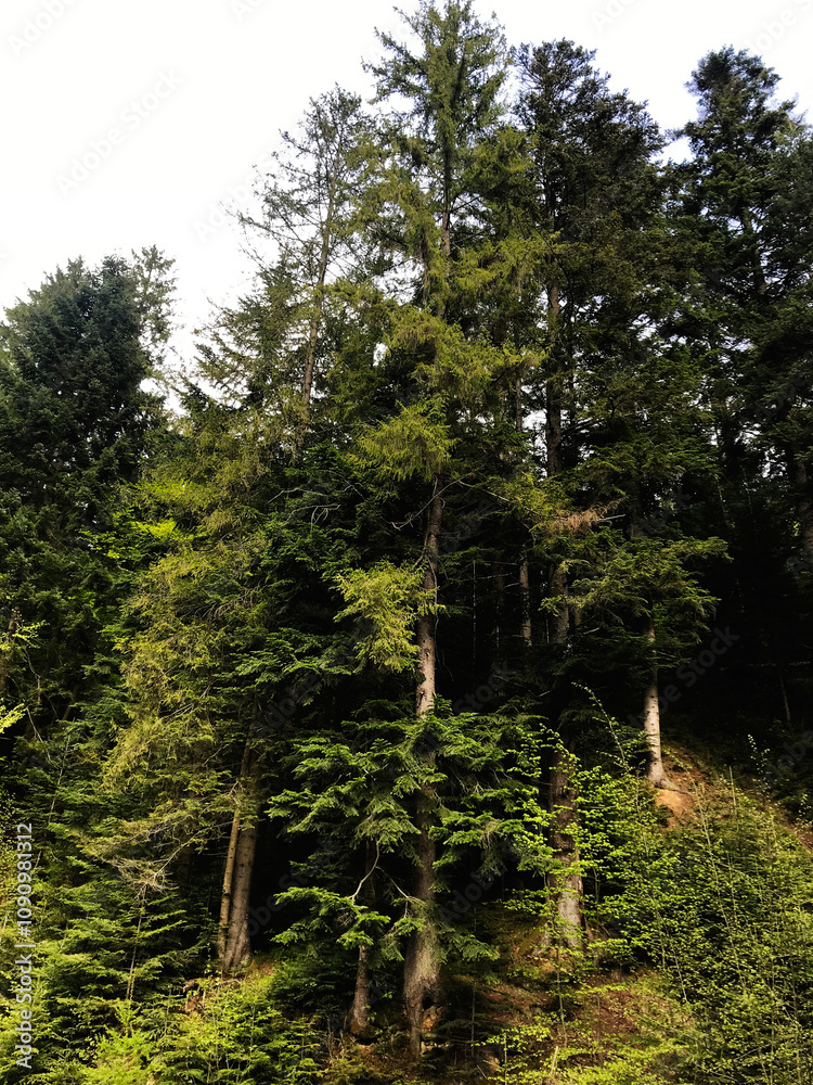 Fototapeta premium Majestic green forest with tall evergreen trees in wilderness