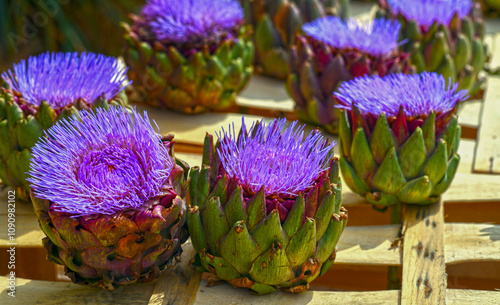 Die Artischocke (Cynara cardunculus) photo