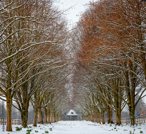 An avenue of snow covered trees