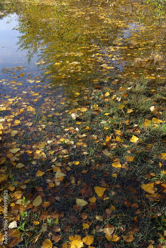 River water with yellow and orange autumn leaves floating