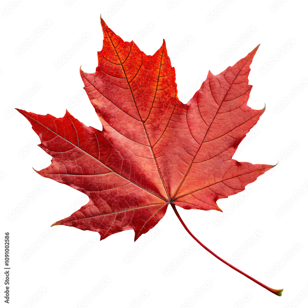 Obraz premium A maple leaf angled slightly, glowing with fiery red tones and sharp, jagged tips, encapsulating seasonal beauty, set against a transparent background