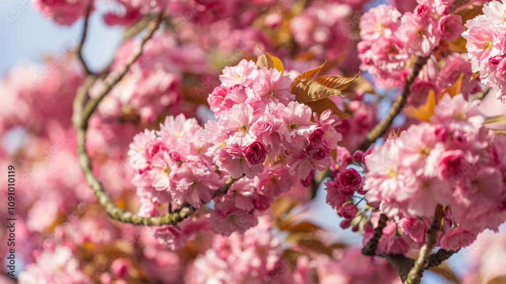 Fototapeta premium Beautiful Blossoming Pink Cherry Blossoms on Tree Branches in Spring
