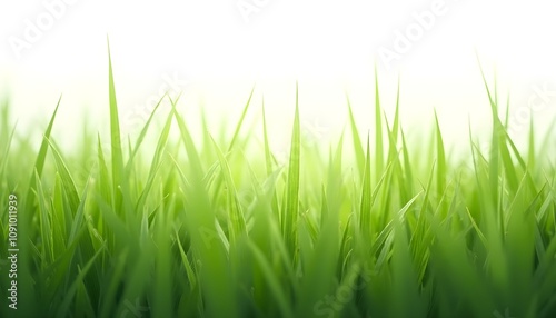 green grass isolated on white background