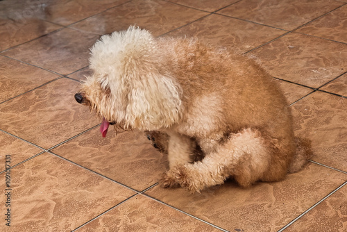 Close-up of poodle pet dog scooting butt on floor rough surface to relieve itch discomfort due to anal gland health problem. Motion blur intended.