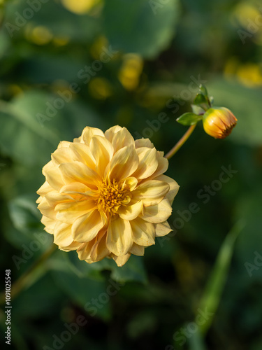 dahlia yellow flower in the garden