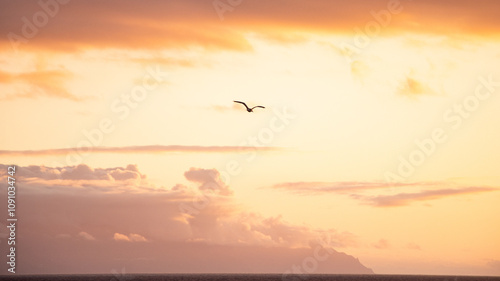 Seagull (Larus michahellis Naumann) flying towards sunset on the island of Tenerife, Spain