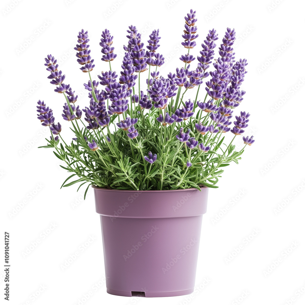 Fototapeta premium Lavender plant in purple pot isolated on transparent background