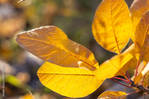 Bright yellow leaves in the autumn forest