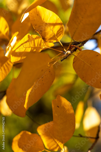 Bright yellow leaves in the autumn forest