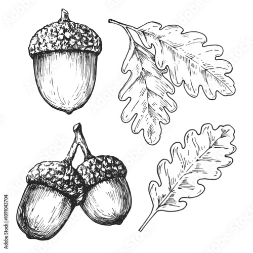 Acorn sketch ink graphic illustration, draft silhouette drawing, black on white line art. Botanical vintage etching food design.