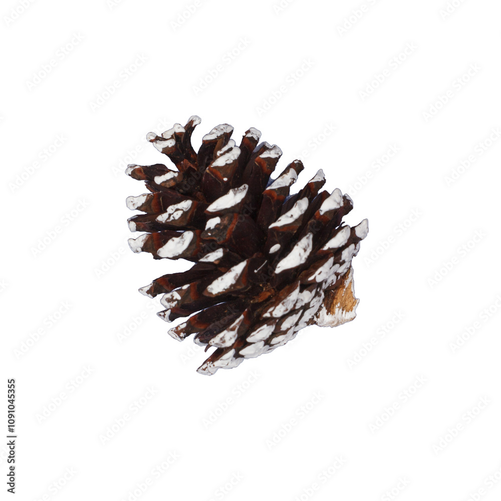 Pine cone with snow, isolated on transparent background