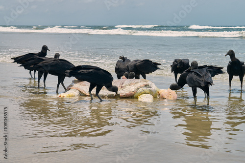 Vultures Scavenging on Marine Animal Carcass at Beach photo