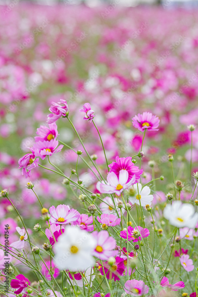 Obraz premium 満開のコスモス畑