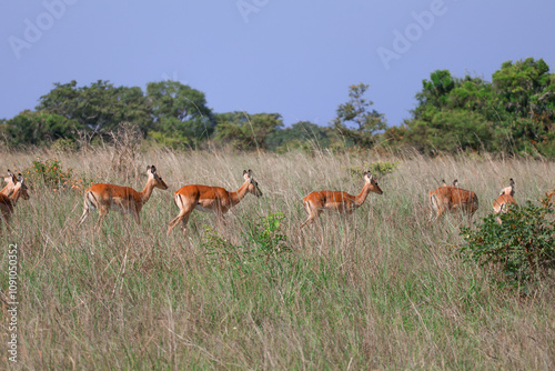 Un troupeau d'antilopes marchant à travers une savane africaine sous un ciel dégagé. Faune sauvage dans un paysage naturel typique des parcs nationaux africains.