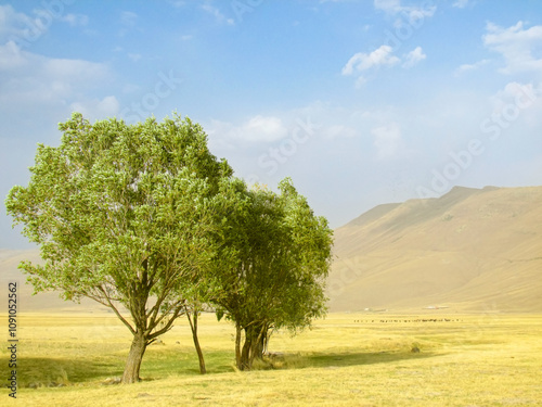 Lonely trees on a vast steppe under a clear sky, symbolizing endurance in nature photo