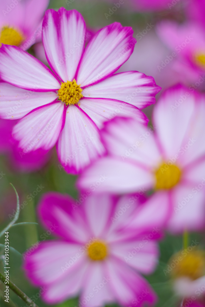 Fototapeta premium コスモスの花のある風景