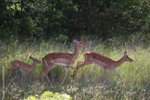 Une famille d'antilopes se déplaçant à travers une prairie luxuriante, entourée de végétation dense dans une réserve naturelle africaine.
