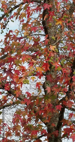 (Liquidambar styraciflua) American sweetgum tree producing beautiful colored leaves star-shaped in the autumn with hanging fruits like spiny capsules or spike balls photo