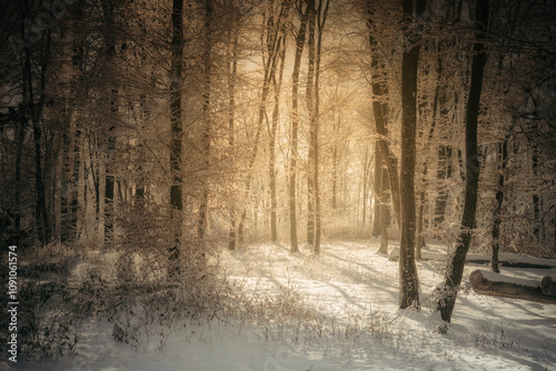 magical sun light in frozen...