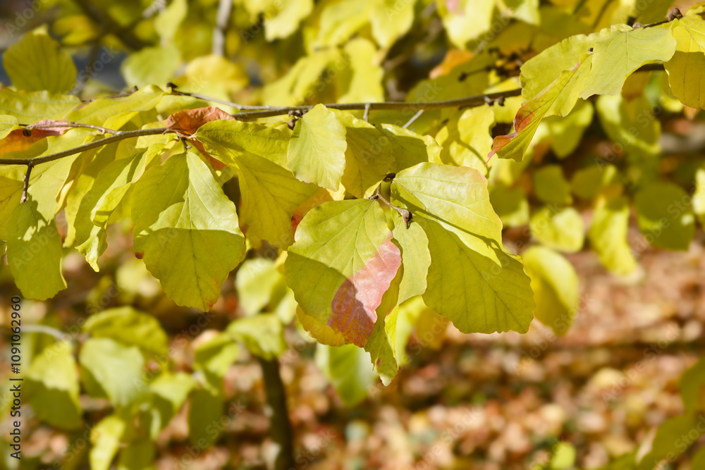 Obraz premium Persian ironwood autumn leaves