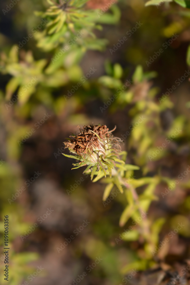 New England aster Andenken an Alma Potschke seed heads New England aster Andenken an Alma Potschke seed heads