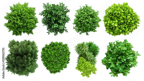 Collection of Common juniper,Rosemary Trees isolated on white background, tropical trees isolated used for design,top view advertising and architecture
