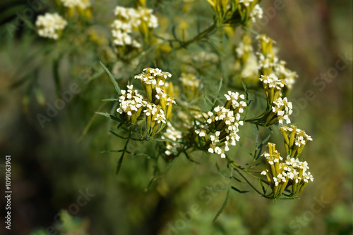 Southern Cone Marigold flowers photo