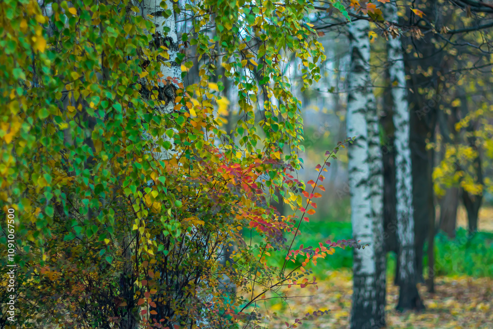 Obraz premium White birch in the park on an autumn November day.